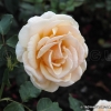 Diamond Jubilee
